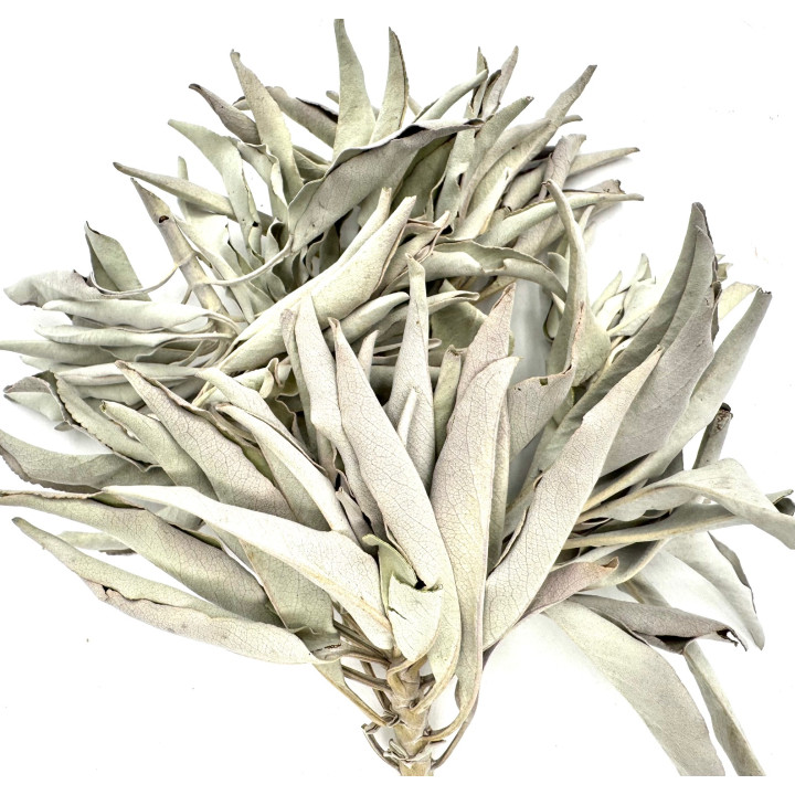 Wholesale - White Sage Cluster AA Quality - (1000g)