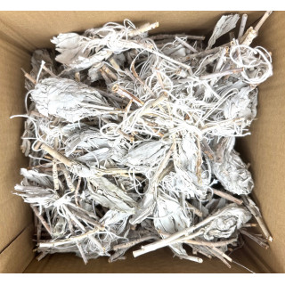 White Sage Tulip Loss (1000g)