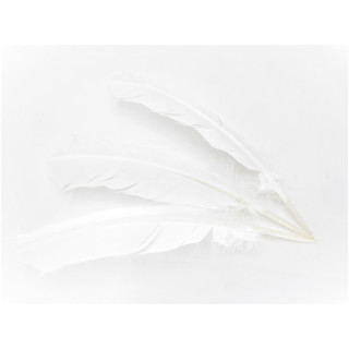 White Sage Smudge Feather white (3 pieces) - wholesale