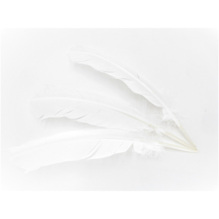 White Sage Smudge Feather white (3 pieces) - wholesale