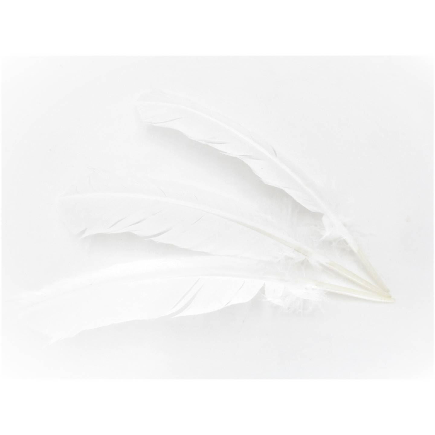 White Sage Smudge Feather white (3 pieces) - wholesale
