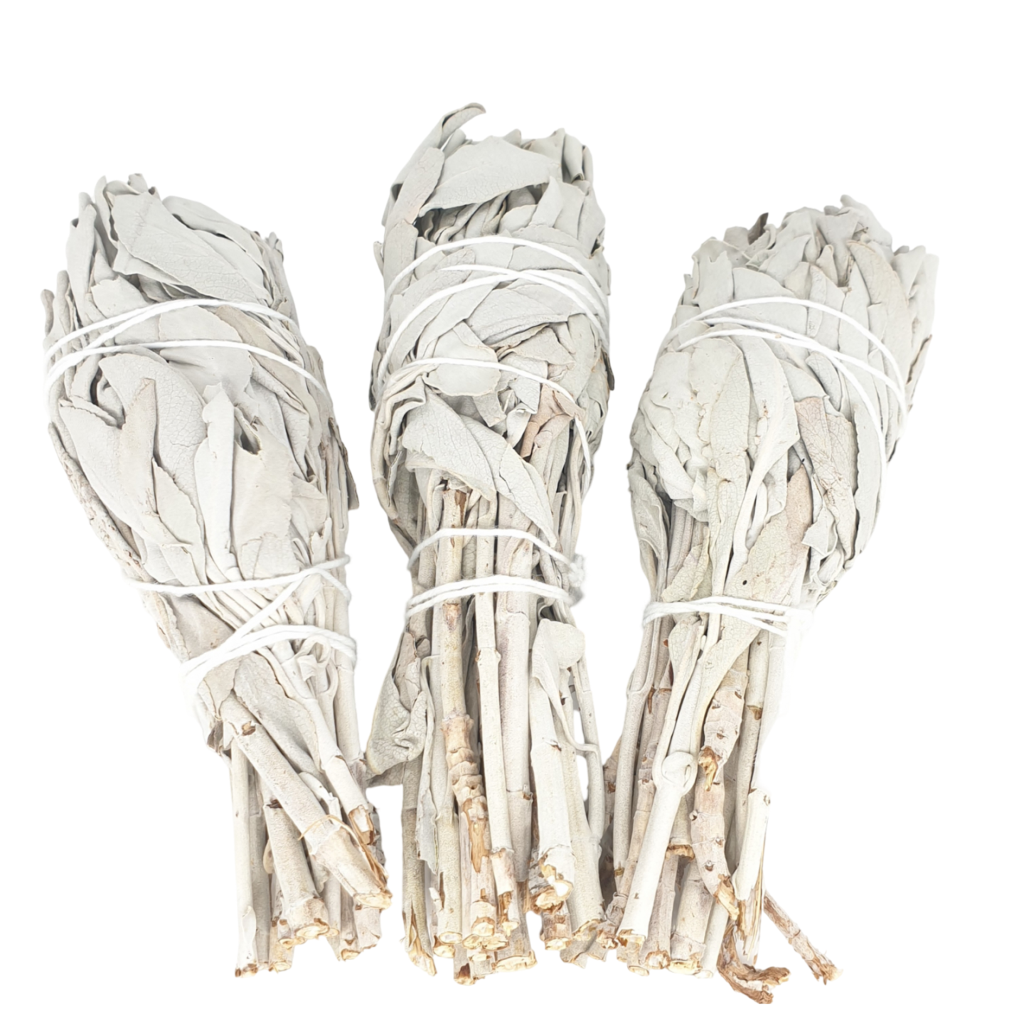 White Sage Tulip (3 x 30-35 grams)