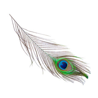 Peacock Feather Wholesale