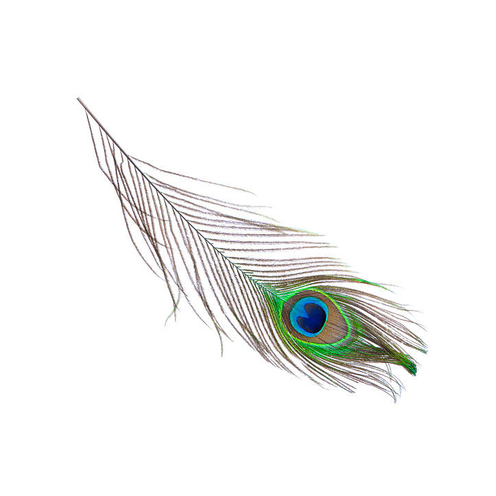 Peacock Feather Wholesale