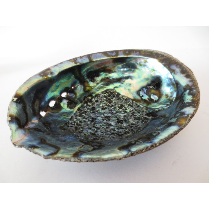 Abalone Shell Wholesale - Large