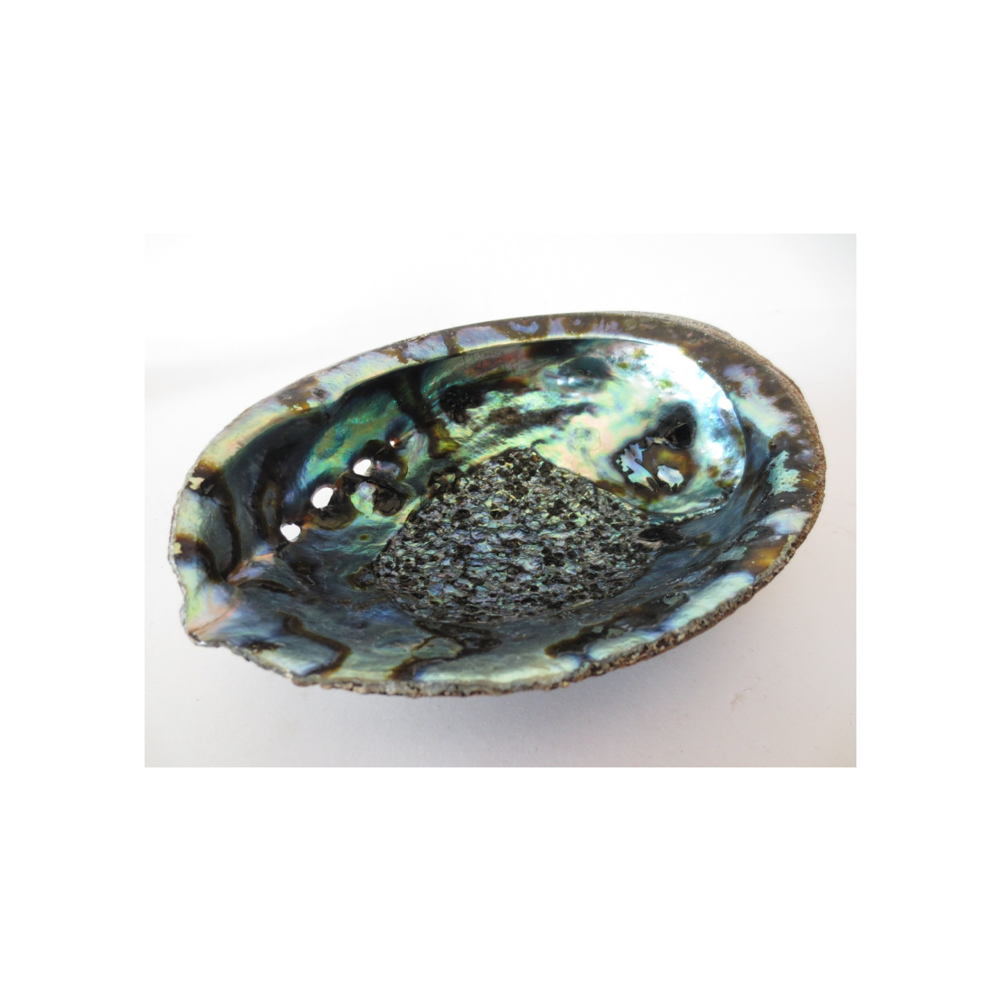 Abalone Shell Wholesale - Large