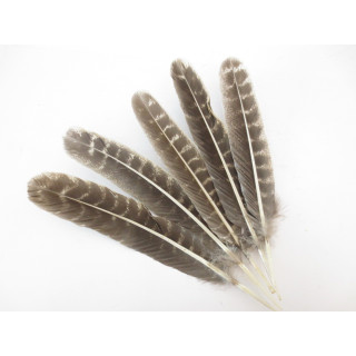 White Sage Smudge Feather Wholesale