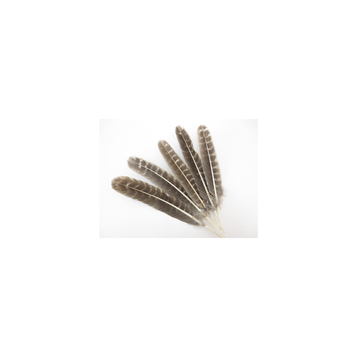 White Sage Smudge Feather Wholesale