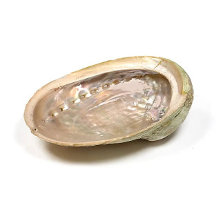 Coquille d'ormeau Haliotis diversicolor smudge S