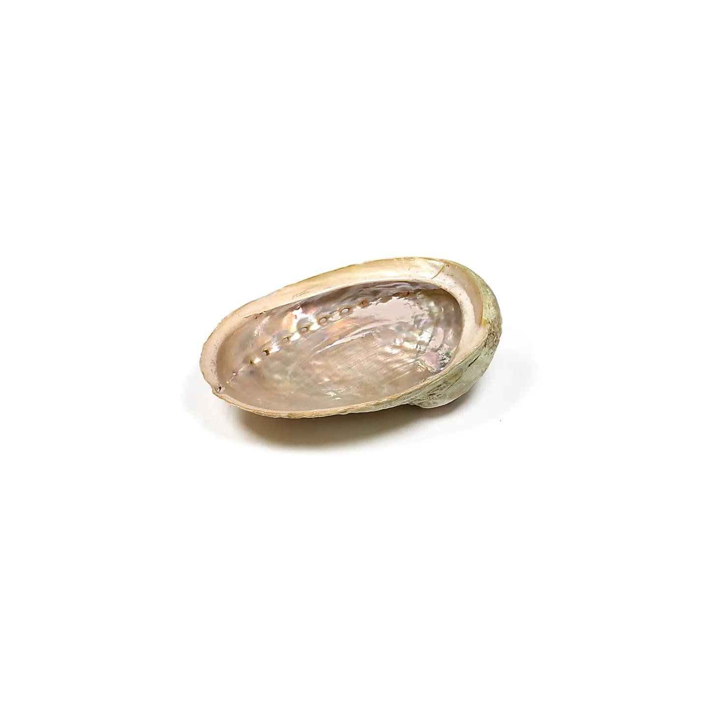 Coquille d'ormeau Haliotis diversicolor smudge S