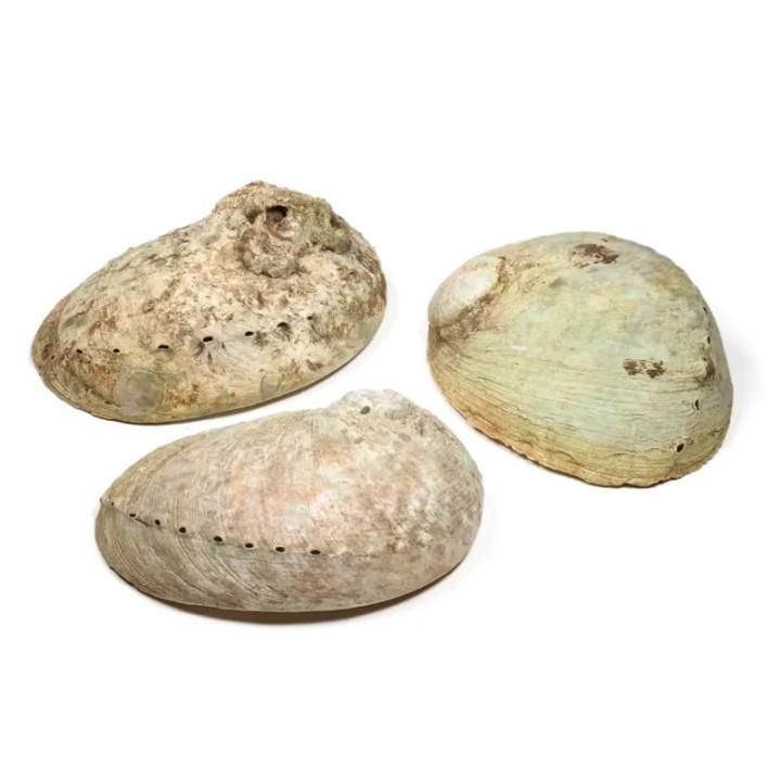 Coquille d'ormeau Haliotis diversicolor smudge S