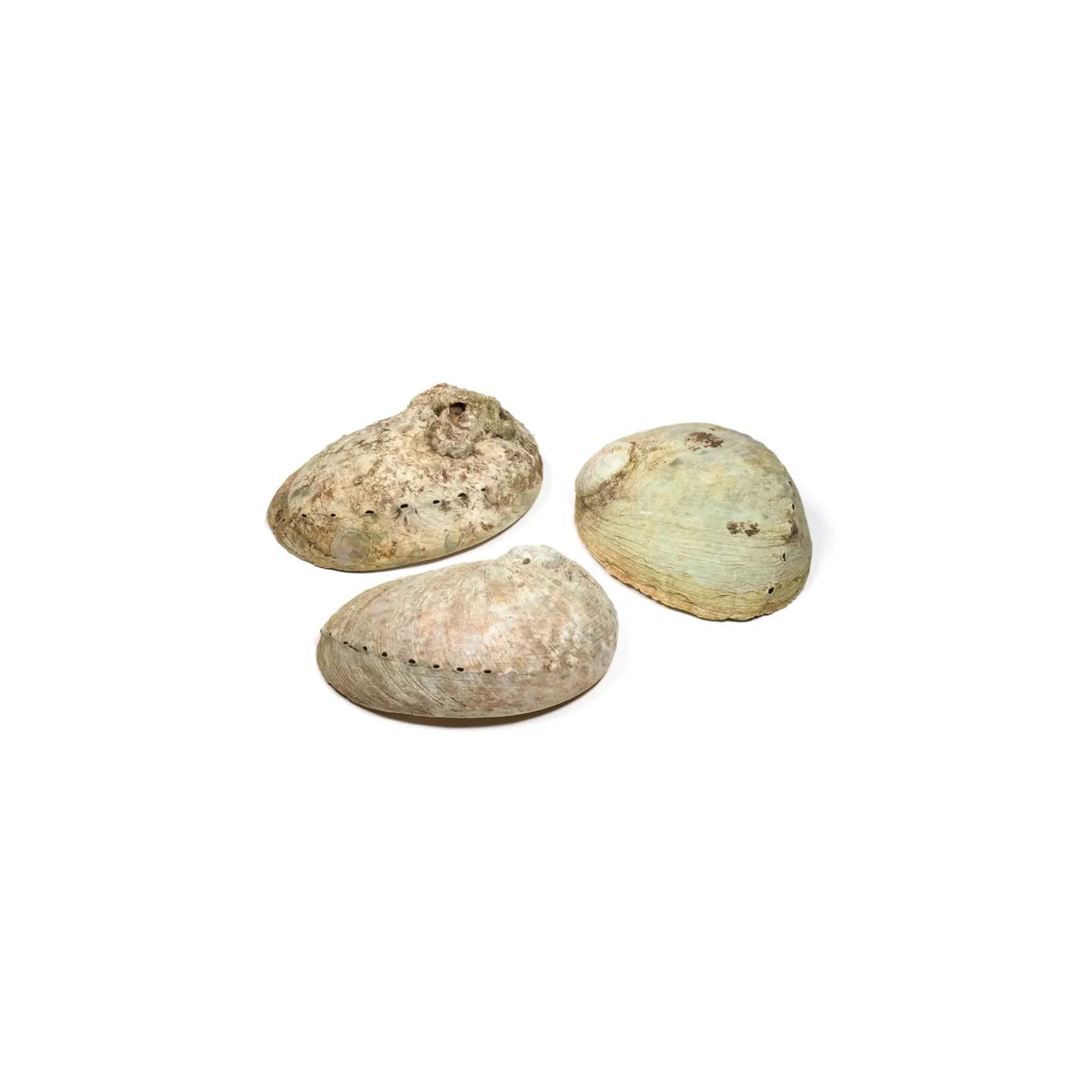 Coquille d'ormeau Haliotis diversicolor smudge S