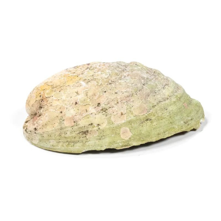 Abalone arc-en-ciel (Paua) Haliotis Iris | Pieralune