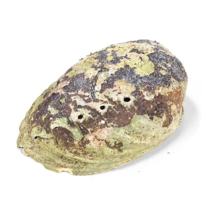 Abalone arc-en-ciel (Paua) Haliotis Iris | Pieralune