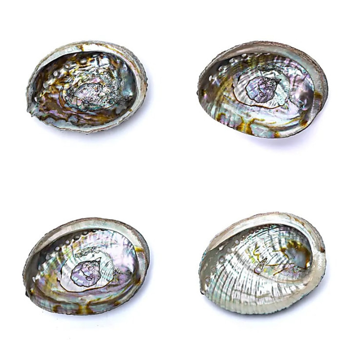 Coquille d'Ormeau vert Haliotis Fulgens M | Pieralune