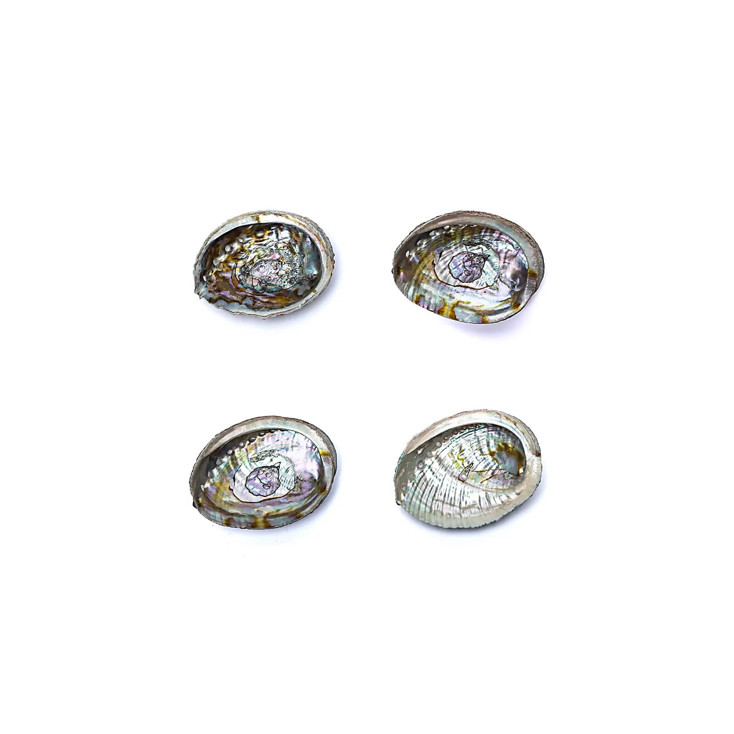 Coquille d'Ormeau vert Haliotis Fulgens M | Pieralune