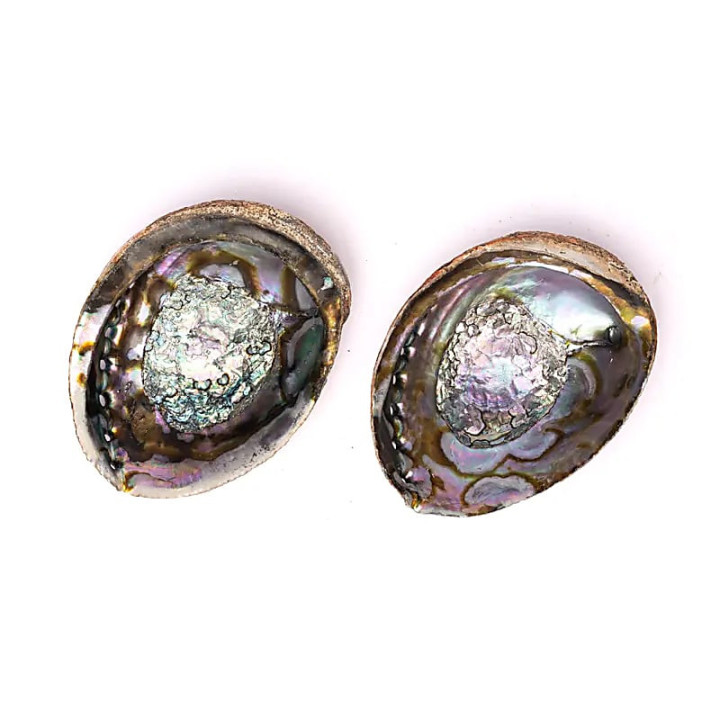 Coquille d'Ormeau vert Haliotis Fulgens L | Pieralune