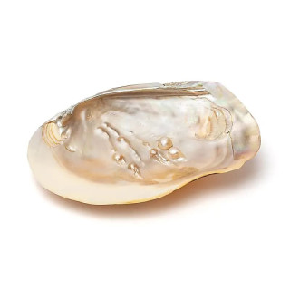 Coquillage de nacre avec perles | Pieralune