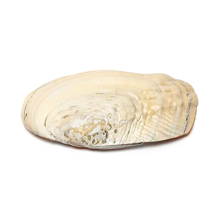 Coquillage de nacre avec perles | Pieralune