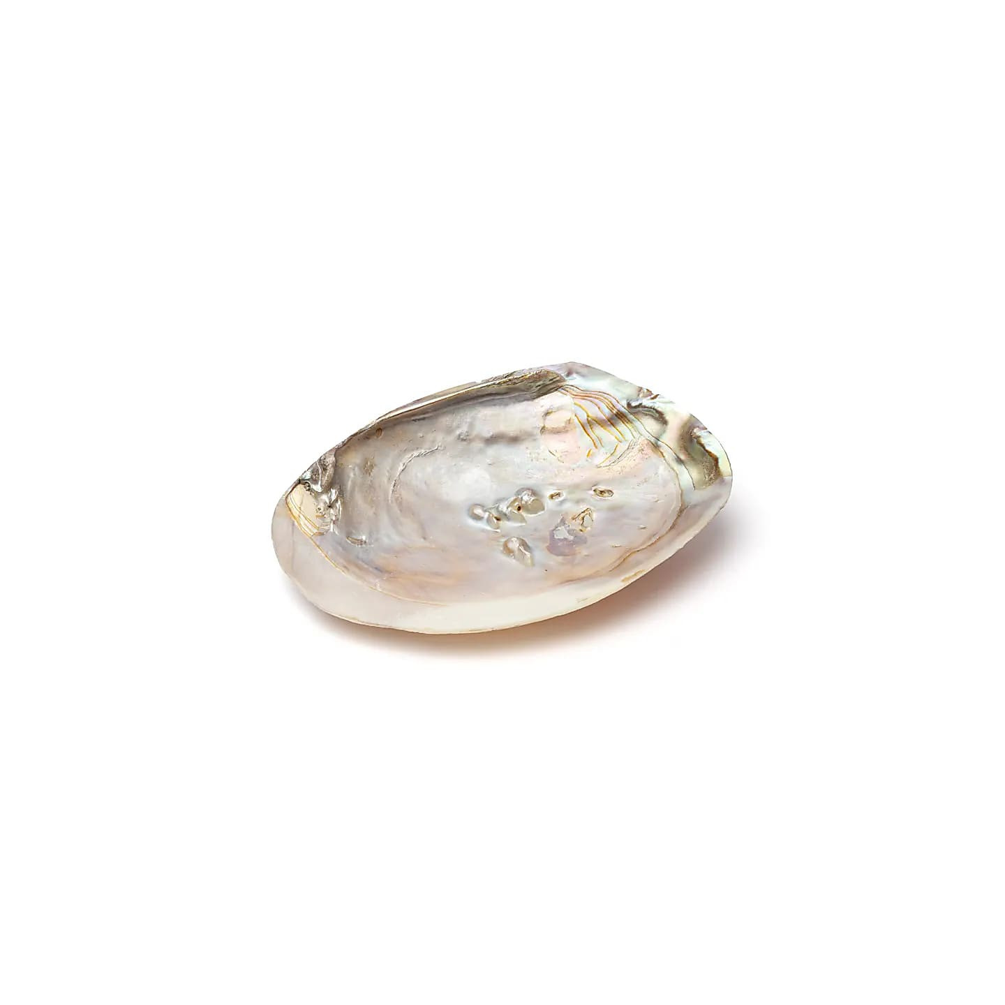 Coquillage de nacre avec perles | Pieralune