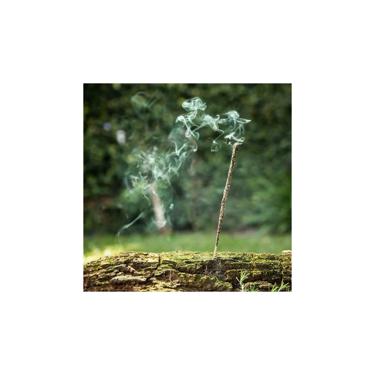 Sagrada Madre Encens naturel Rue, Romarin et Encens | Pieralune